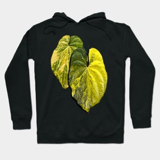 ANTHURIUM ACE OF SPADES VARIEGATED Hoodie